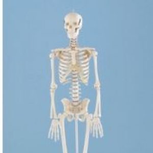 MINIATURE SKELETON