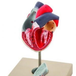 MODEL HUMAN HEART
