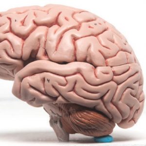Human Brain Model