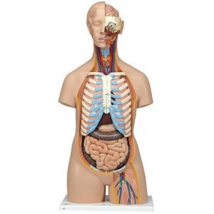 Human Torso With Head Models