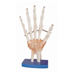 Life Size Hand Joint With Ligaments Models