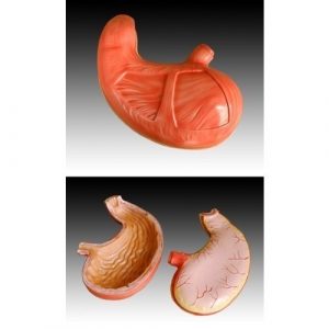Biology Stomach Model
