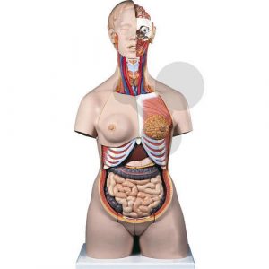 Unisex Human Torso