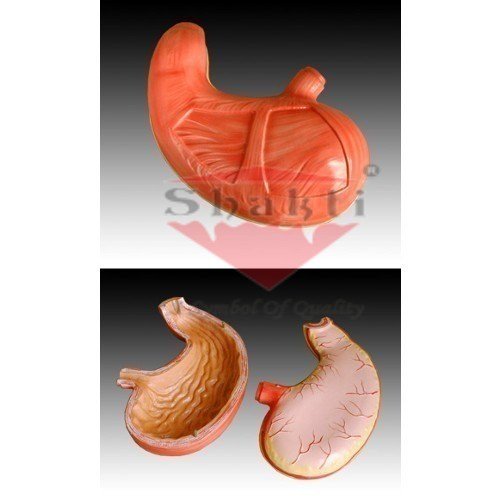 Biological Models