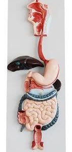 Human Digestive System