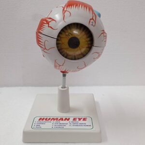 Human Eye Model