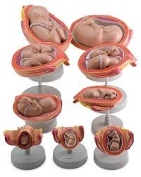 Fetal Developement Model